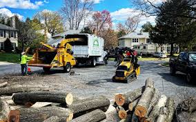 How Our Tree Care Process Works  in Palmetto Estates, FL