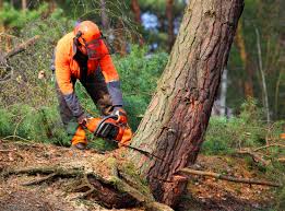 Trusted Palmetto Estates, FL Tree Services Experts