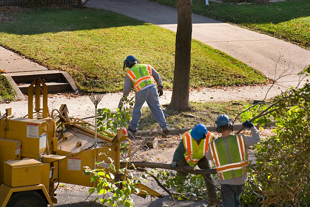 Lawn Renovation and Restoration in Palmetto Estates, FL